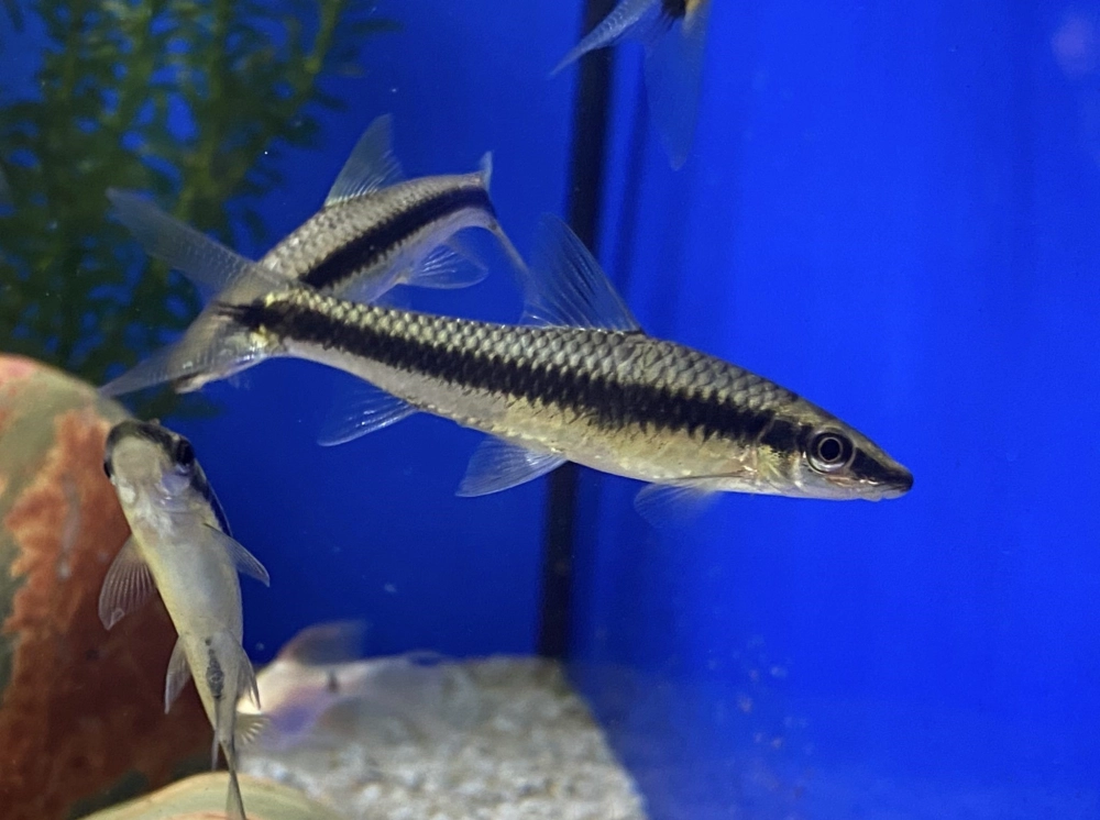 Cá bút chì sống ở đâu thường tại sông suối Nam Mỹ