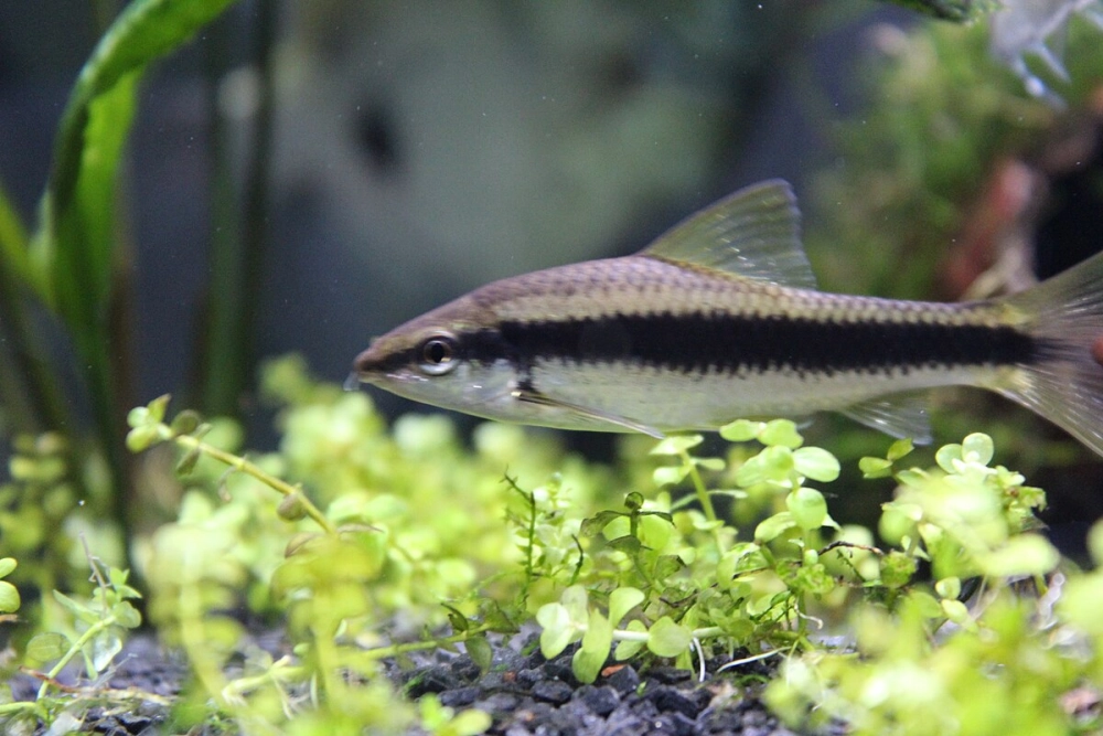 Cá bút chì tiếng anh là pencilfish quen thuộc