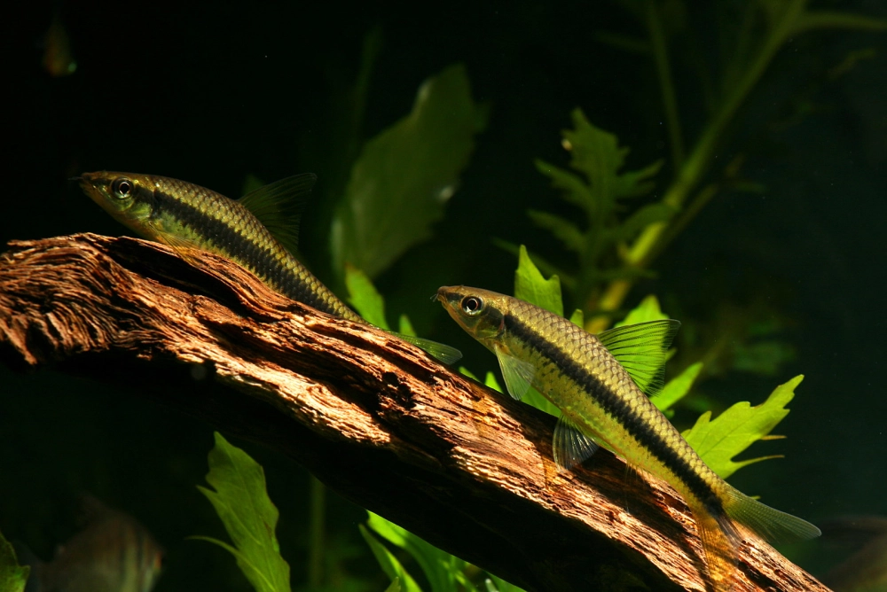 Hồ nuôi cá bút chì cần yên tĩnh và nhiều cây