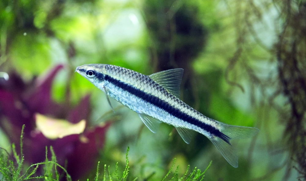 Hình ảnh cá bút chì thể hiện vẻ đẹp thanh mảnh