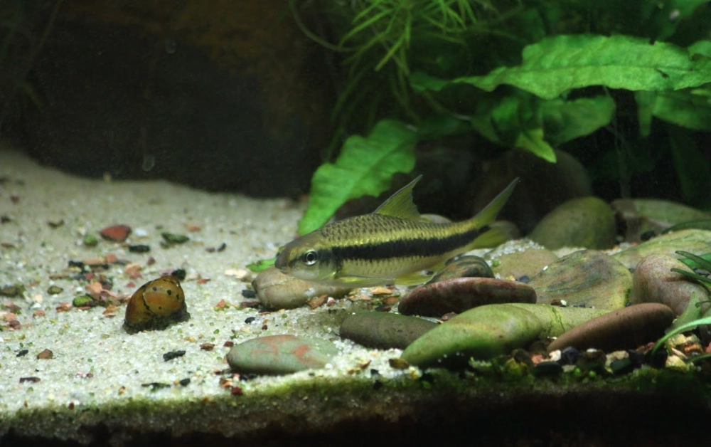 Ảnh cá bút chì đẹp ghi lại khoảnh khắc tự nhiên