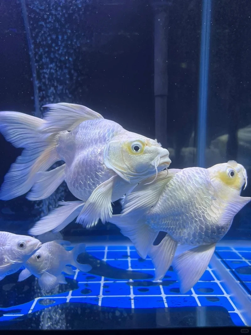 Đặc điểm nổi bật của cá Chép Sư Tử 