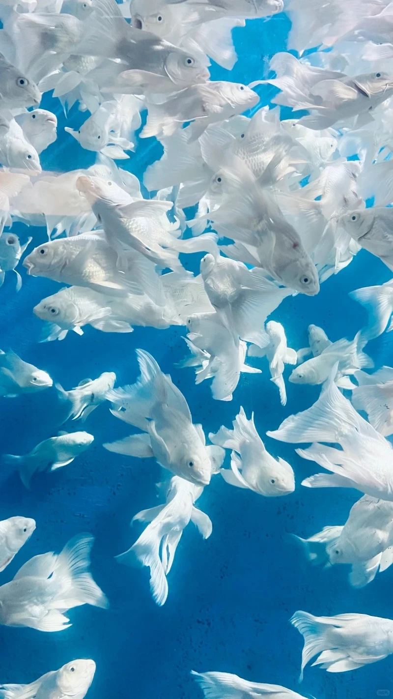 Ngắm cá Chép Sư Tử màu sắc đẹp rực rỡ