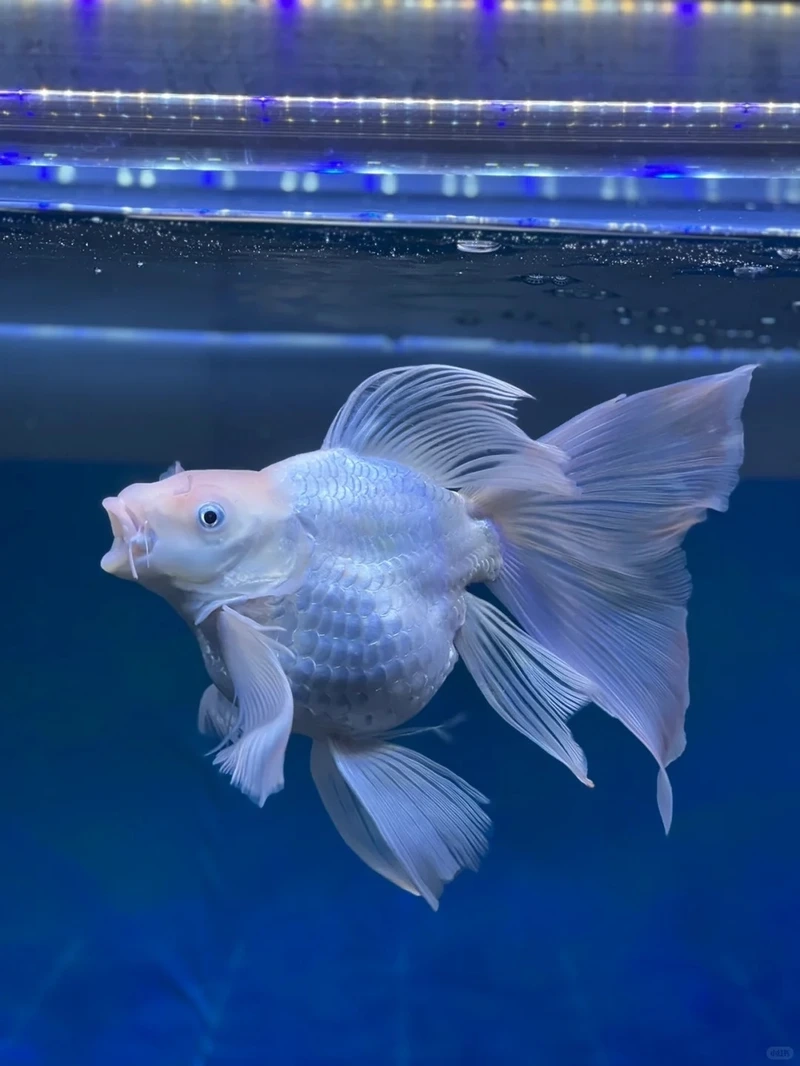 Chọn cá Chép Sư Tử phong thủy hút tài lộc may mắn