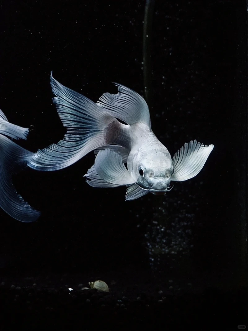 Trang trí sân vườn với cá Chép Sư Tử nuôi sân vườn