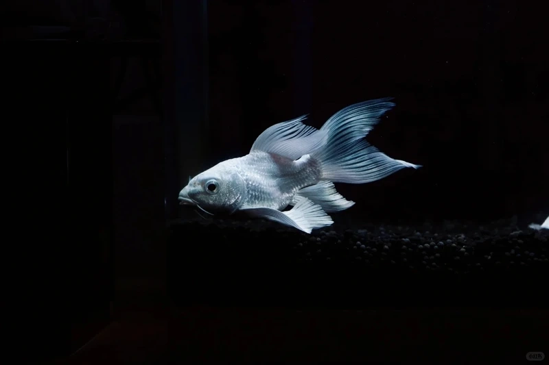 Trang trí tiểu cảnh với cá Chép Sư Tử trưng bày tiểu cảnh