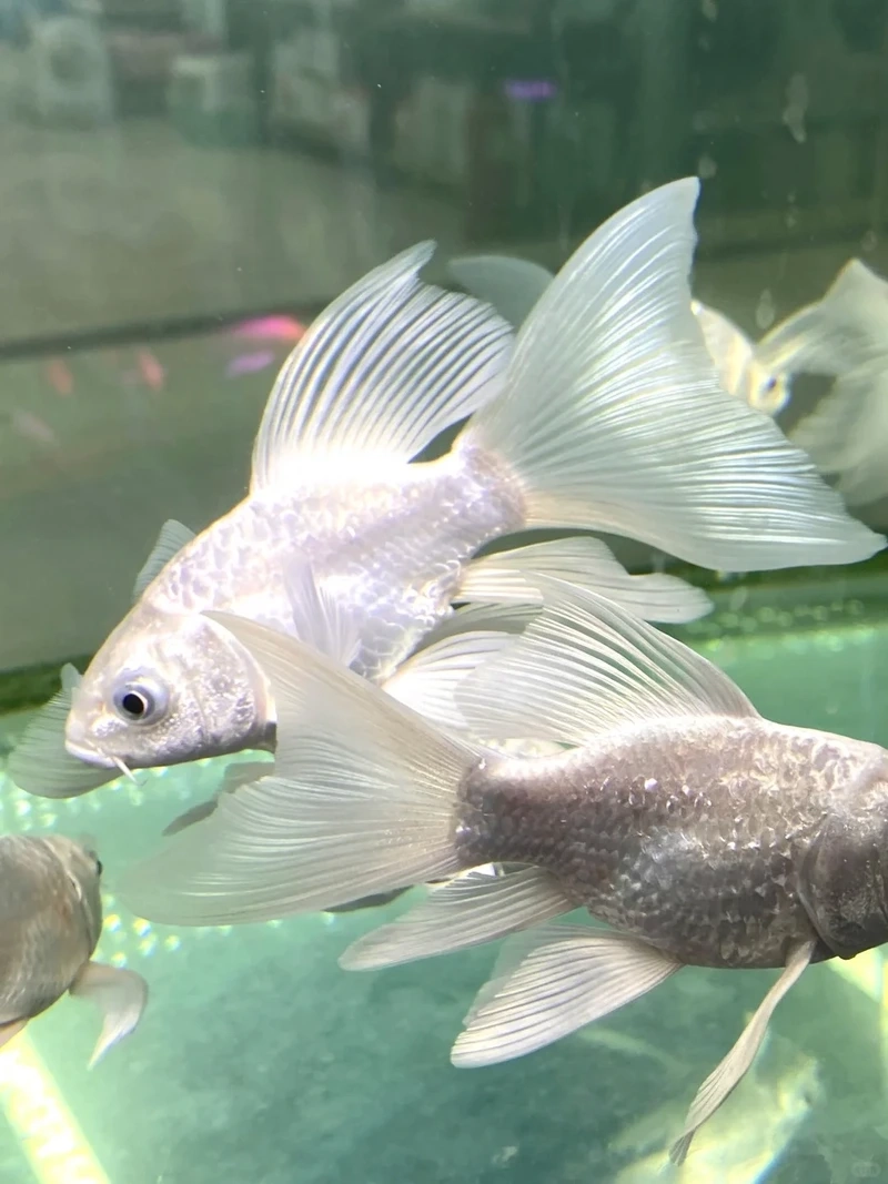 Nuôi cá Chép Sư Tử nuôi ngoài trời thuận tiện và đẹp