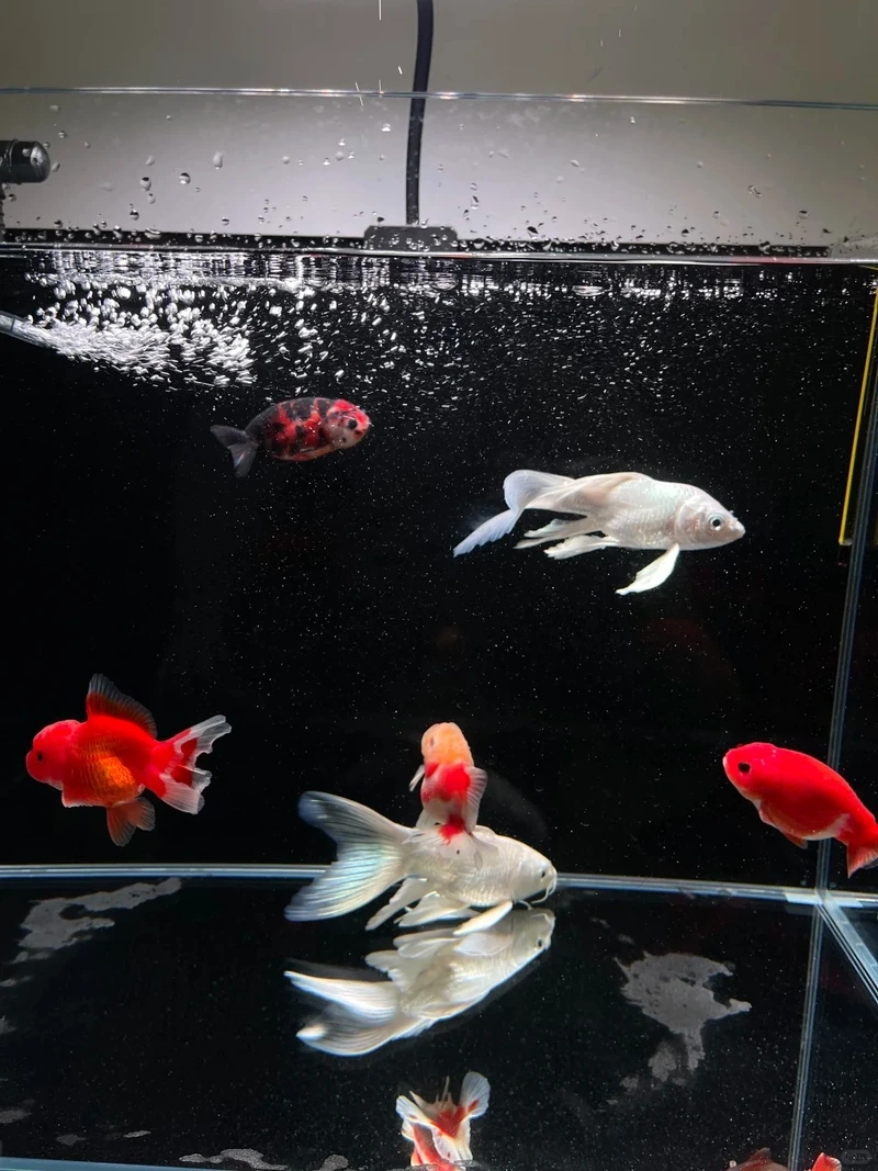 Chọn cá Chép Sư Tử dáng đẹp nổi bật hồ mini