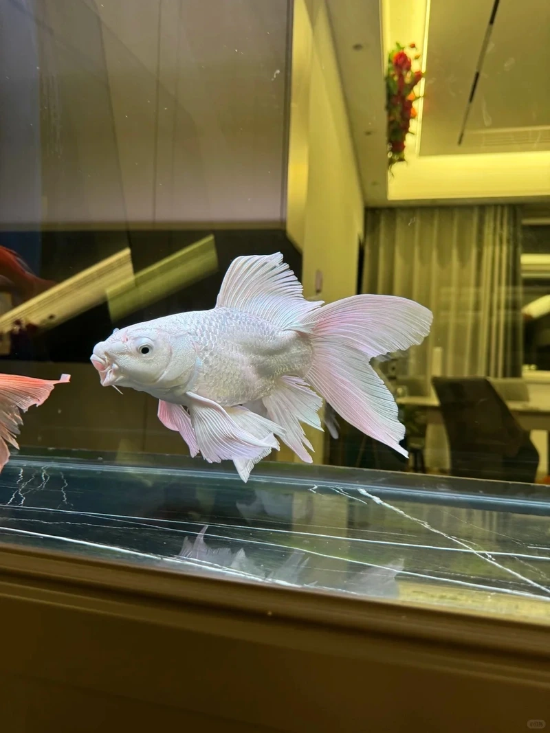 Sưu tầm cá Chép Sư Tử cá cảnh đẹp lung linh bể nuôi