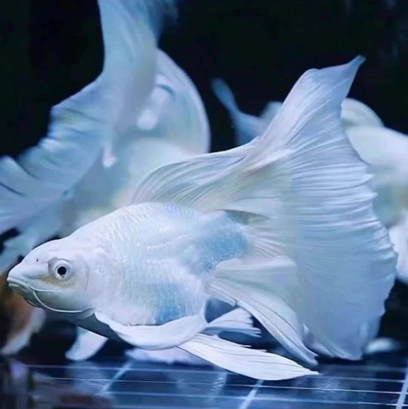 Săn cá Chép Sư Tử tuyển chọn chuẩn chất lượng cao