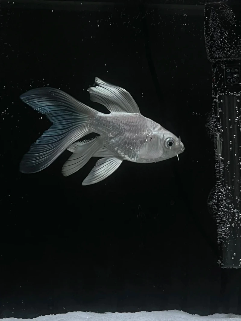 Nuôi cá Chép Sư Tử hồ mini đẹp mắt và tiện lợi