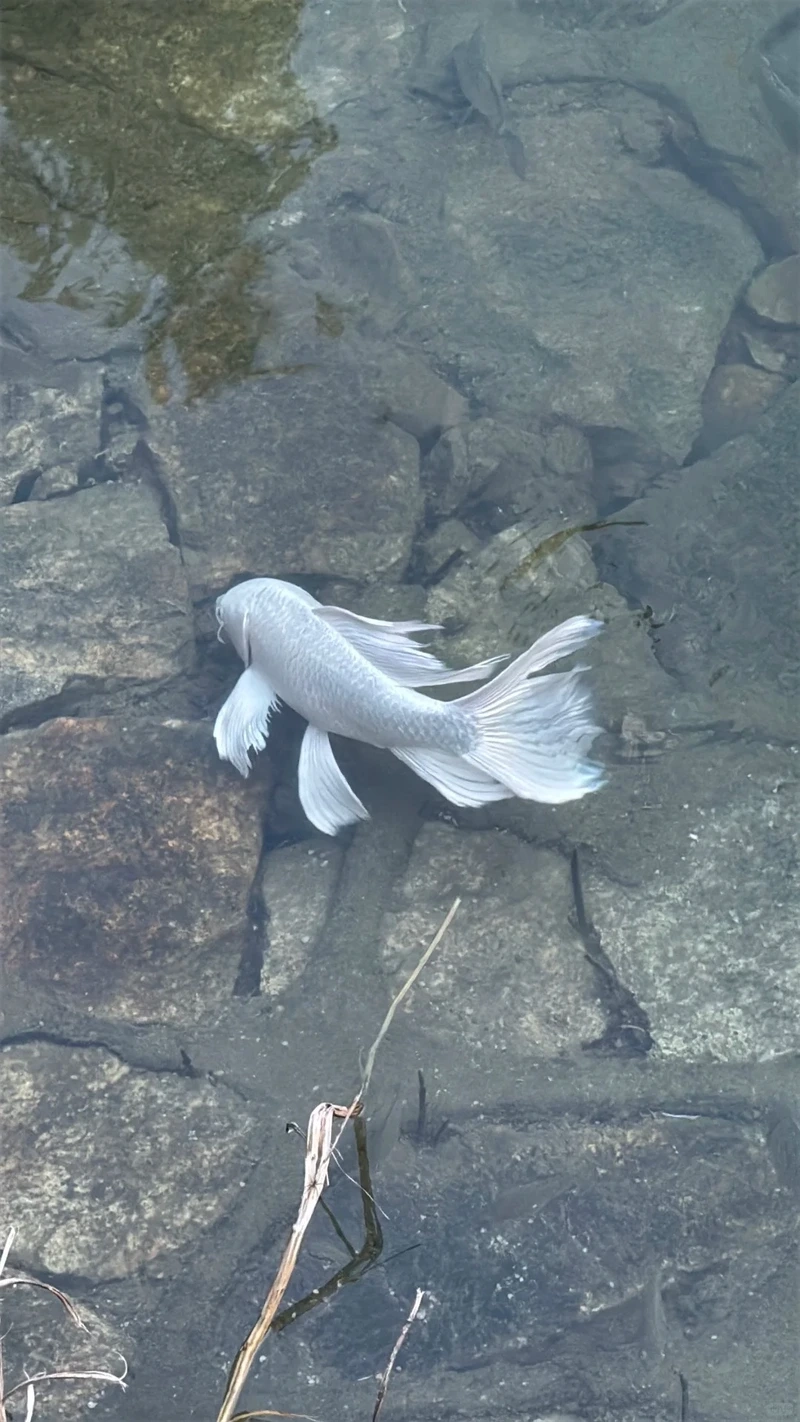 Ngắm cá Chép Sư Tử cho người mới chơi chuẩn kỹ thuật