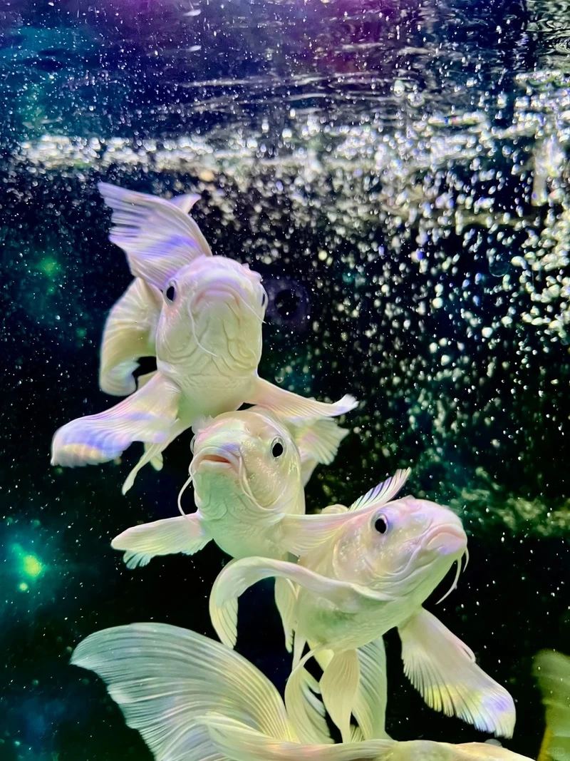 Ngắm cá Chép Sư Tử sống khỏe bền lâu theo thời gian