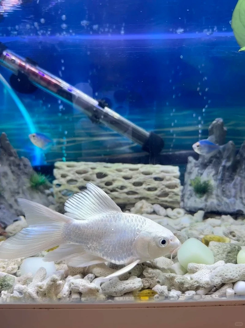 Ngắm cá Chép Sư Tử bơi khỏe uyển chuyển hồ kính