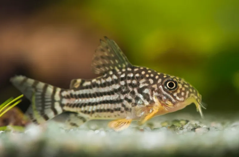 Bể cá thêm sống động nhờ cá chuột cảnh dễ nuôi