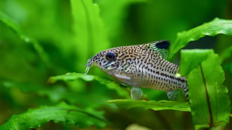 Cá chuột dọn bể hiệu quả giúp nước luôn trong xanh