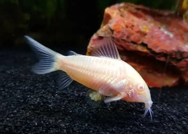 Tìm hiểu cá chuột giá bao nhiêu để chuẩn bị ngân sách