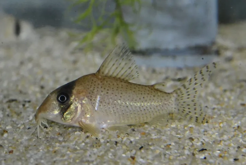 Cá chuột ăn gì để luôn khỏe mạnh và năng động