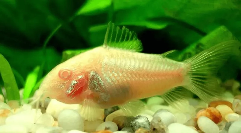 Học ngay cách chăm sóc cá chuột hiệu quả tại nhà