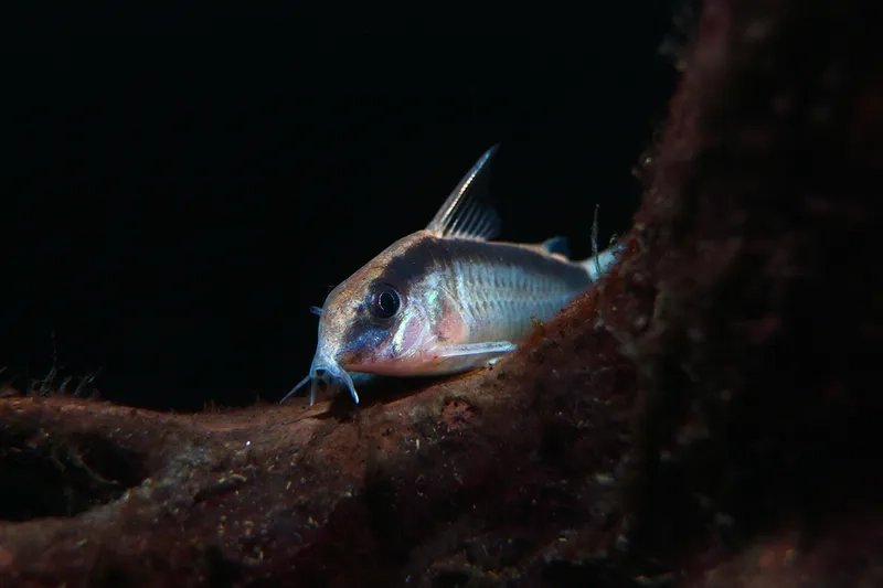 Tìm hiểu kích thước cá chuột phù hợp bể thủy sinh