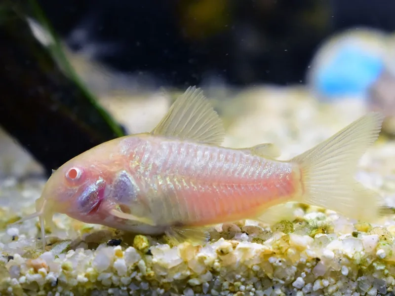 Khám phá tuổi thọ cá chuột để nuôi lâu dài