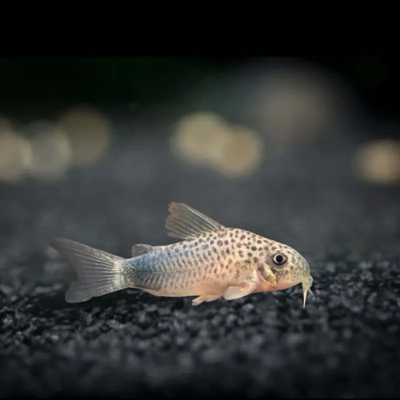 Môi trường sống cá chuột lý tưởng cho bể trong nhà