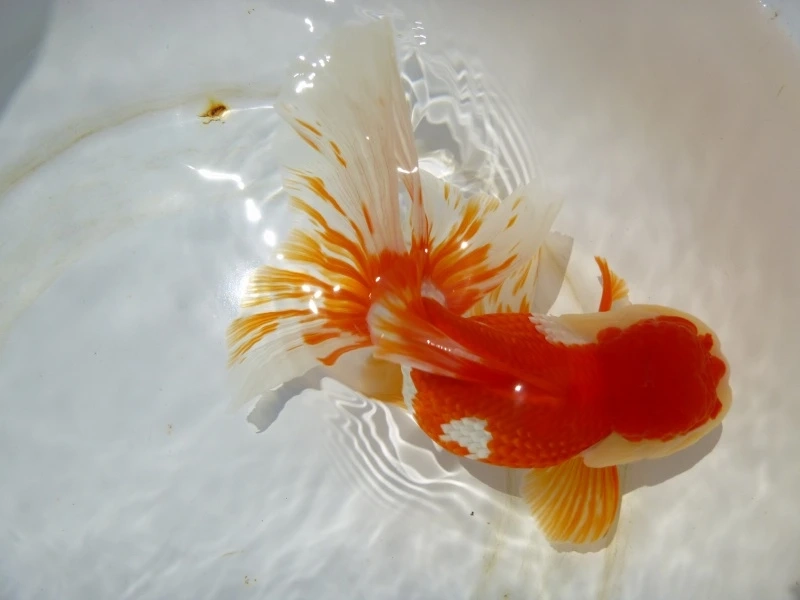 Trang trí hồ với cá đầu lân cảnh sang trọng