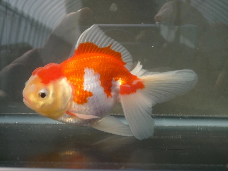 Ngắm cá đầu lân đẹp lung linh hồ nuôi