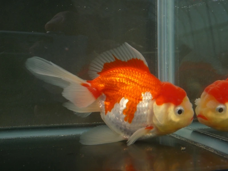 Chiêm ngưỡng cá đầu lân màu sắc đẹp rực rỡ