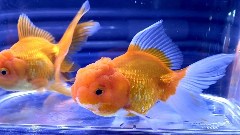 Sưu tầm cá đầu lân nghệ thuật độc đáo và tinh xảo