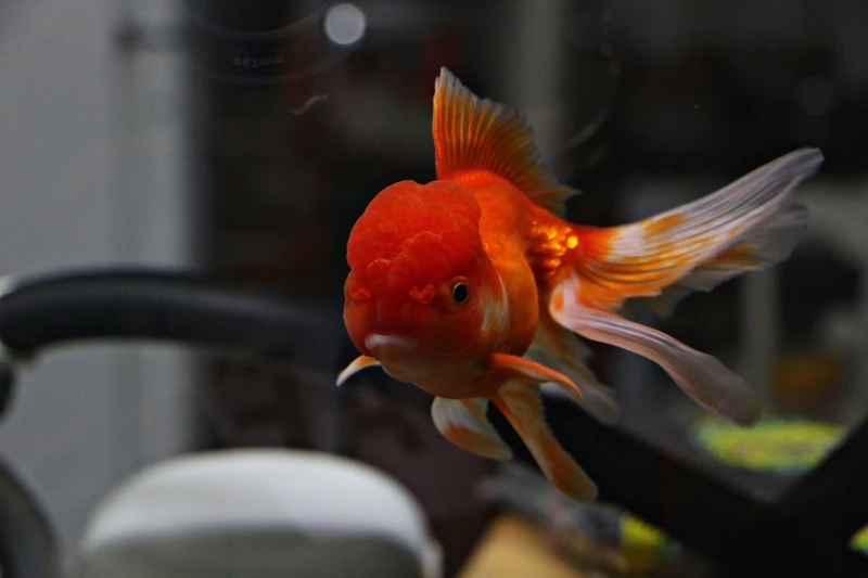 Ngắm cá đầu lân bơi đẹp uyển chuyển hồ mini