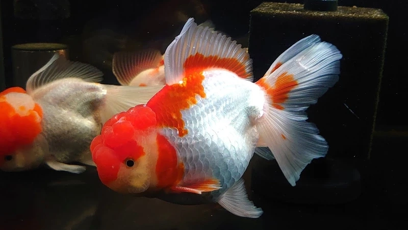 Trang trí bàn làm việc với cá đầu lân để bàn