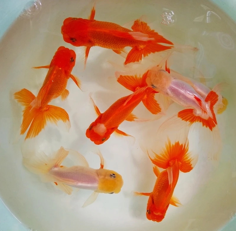 Nuôi cá đầu lân hồ kính tiện lợi và sinh động