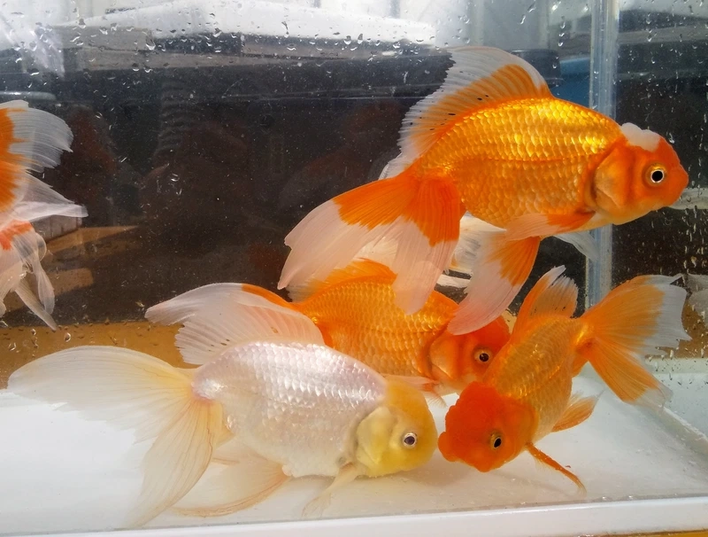 Nuôi cá đầu lân mini dễ thương và sinh động