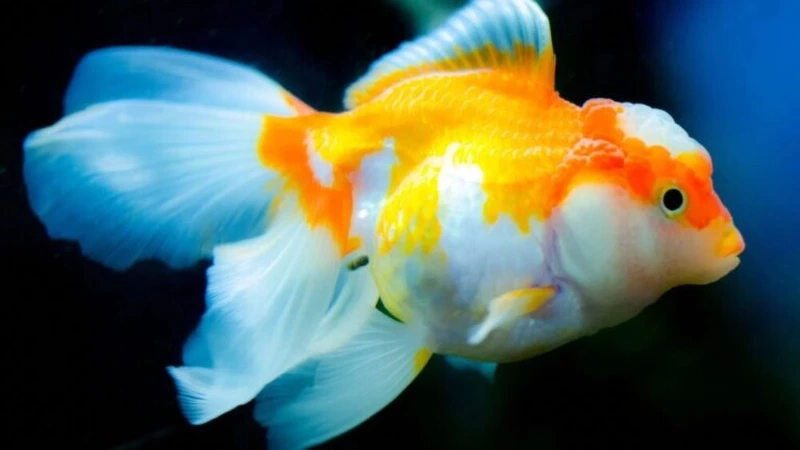 Sưu tầm cá đầu lân truyền thống phong cách Á Đông