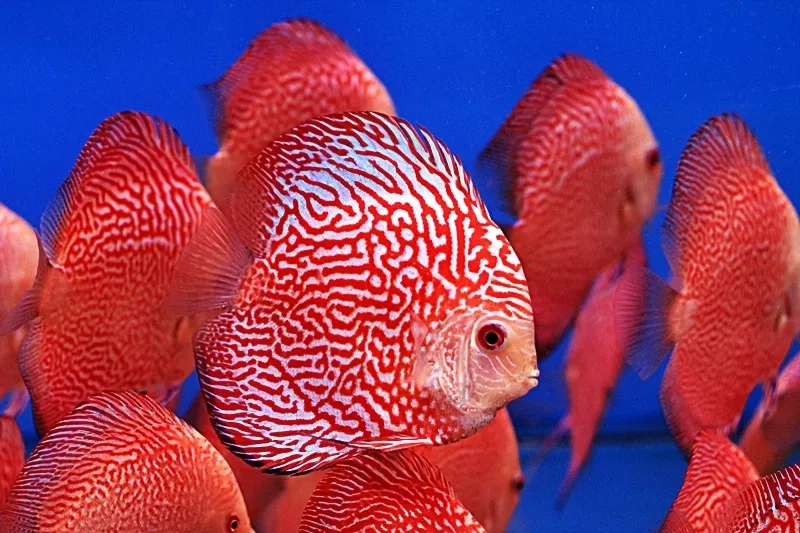 Ảnh cá dĩa ghi lại cá dĩa cảnh đẹp hút mắt người xem