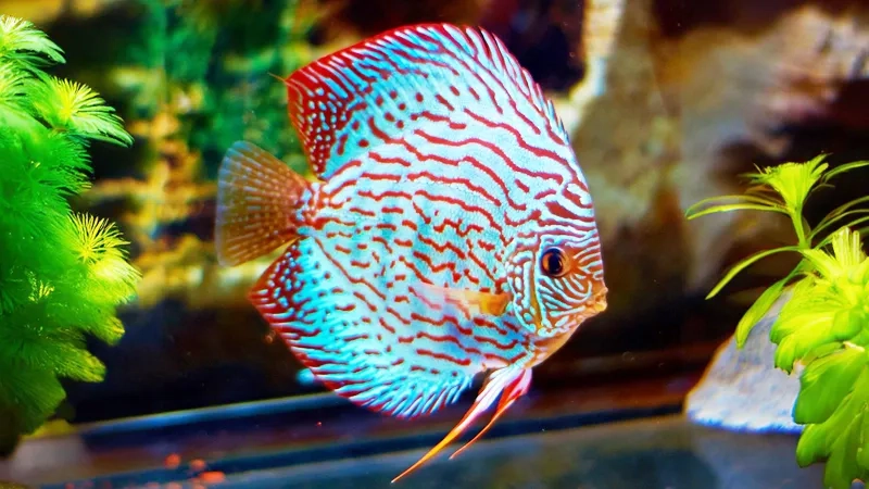 Ảnh cá dĩa tái hiện cá dĩa Amazon đậm chất tự nhiên