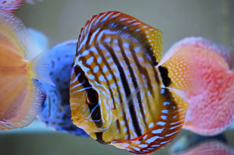 Ảnh cá dĩa trình bày cá dĩa bể kính sang trọng