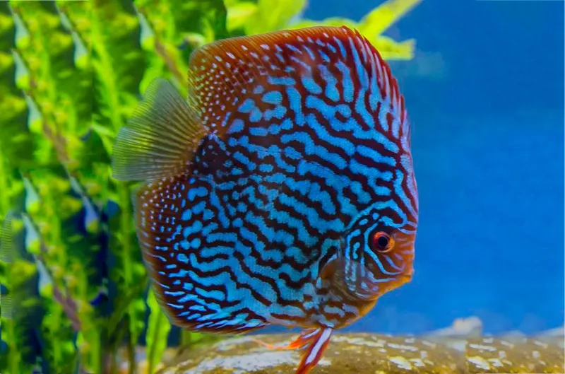 Ảnh cá dĩa ghi nhận cá dĩa sinh sản trong bể