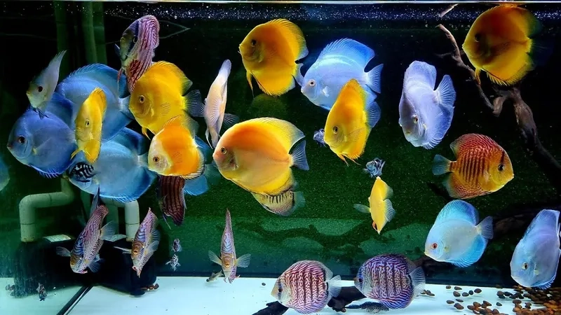 Ảnh cá dĩa giới thiệu cá dĩa trồng bể xanh mát