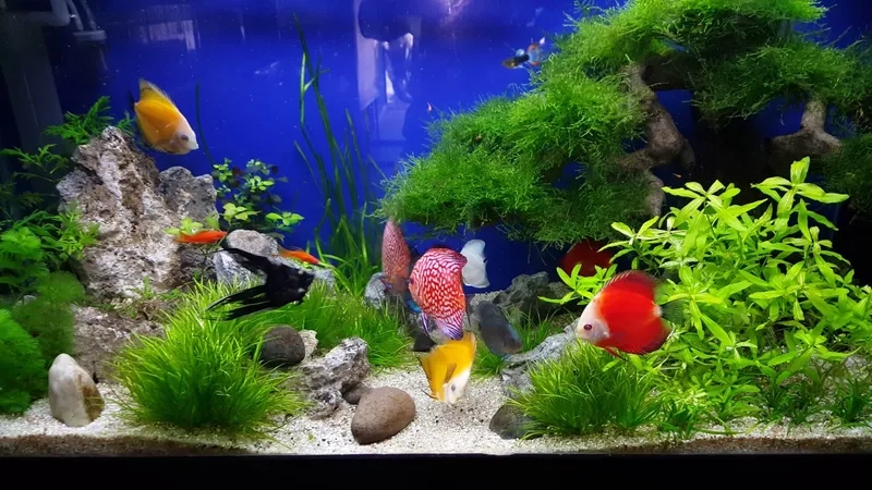 Cá dĩa và đồng hồ bể kết hợp rất tinh tế