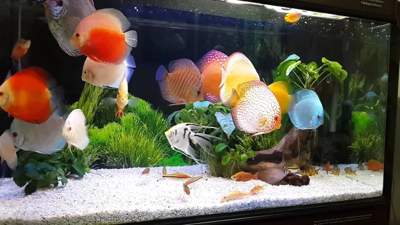 Cá dĩa phổ biến nhất được nhiều người yêu thích