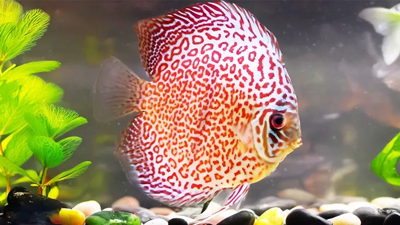 Cá dĩa nhân giống cần kinh nghiệm và kiên nhẫn