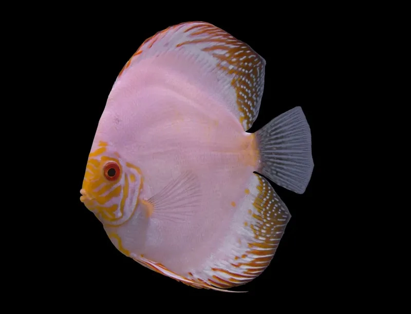 Cá dĩa nhiệt độ thích hợp giúp cá khỏe