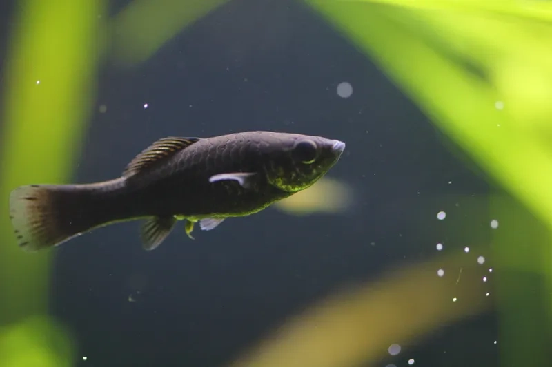 Ngắm cá hắc mollie đẹp nuôi trong bể cá thủy sinh