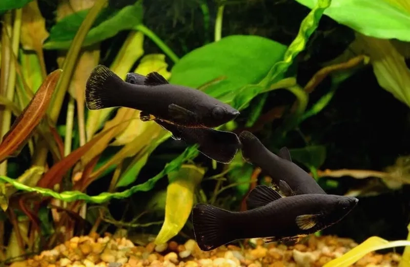Thưởng thức cá hắc mollie nước ngọt sinh thái trong nhà