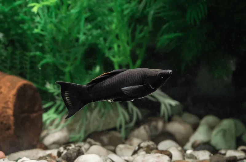 Cá hắc mollie thủy sinh bể kính trang trí ấn tượng