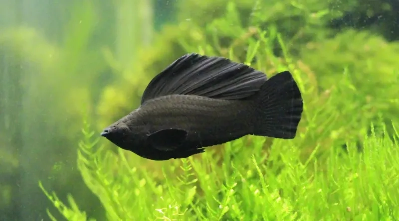 Cá hắc mollie khỏe mạnh dễ thích nghi với bể cá