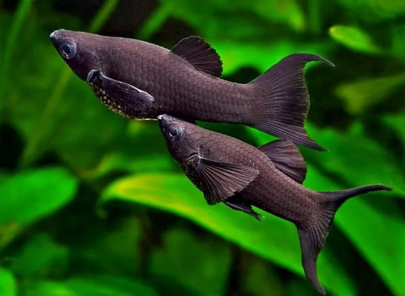 Cá hắc mollie cộng đồng sống hòa thuận và sinh động