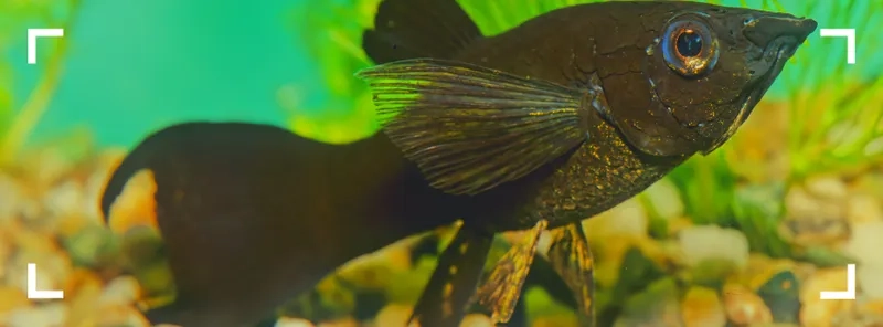 Cá hắc mollie phong thủy mang may mắn cho gia chủ